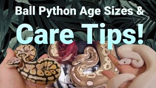Ball Pythons! Age Size Differences & Care Tips! 🐍