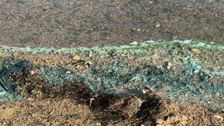 Celebrity Blue-green algae bloom seen at Lake Allatoona prompts warning to take precaution Profile