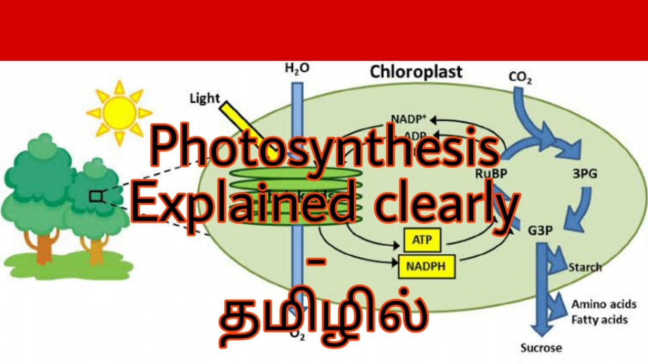 what is the tamil meaning for photosynthesis