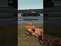 Bugati Chiron Vs Cheetah