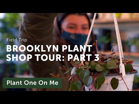 Video: Aglaonema 