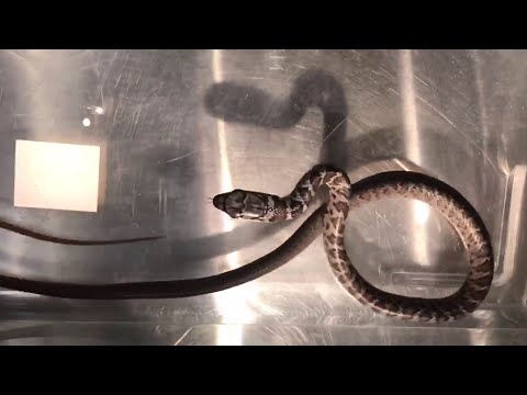 Snake makes trip on plane from Florida to Hawaii