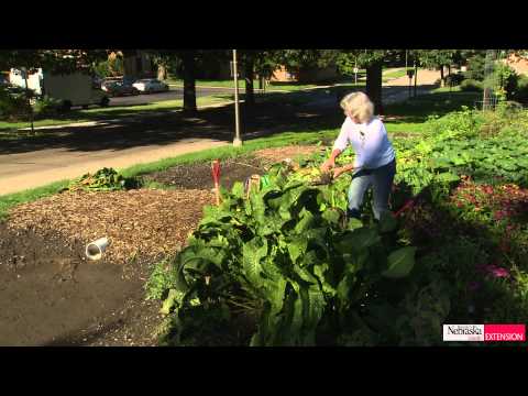 Video: How To Multiply Horseradish In The Garden Quickly And Correctly