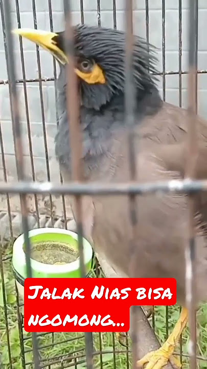Burung Jalak Nias bisa ngomong#shortsvideo #kicaumania