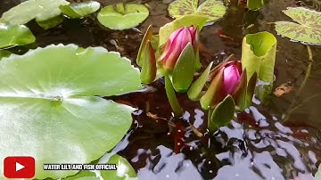 Nuôi cá hồ xi măng 2020: Ngắm hoa súng đài màu hồng cánh sen độc lạ trong hồ cá