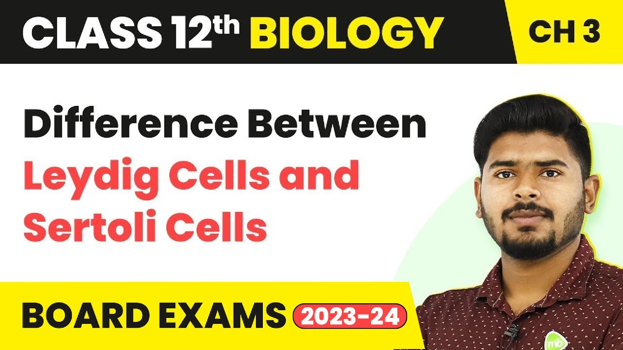 Difference Between Leydig and Sertoli Cells | Class 12 Biology Chapter ...