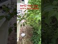 #edit #trending #backrooms #enterthebackrooms #funny #childhood #garden