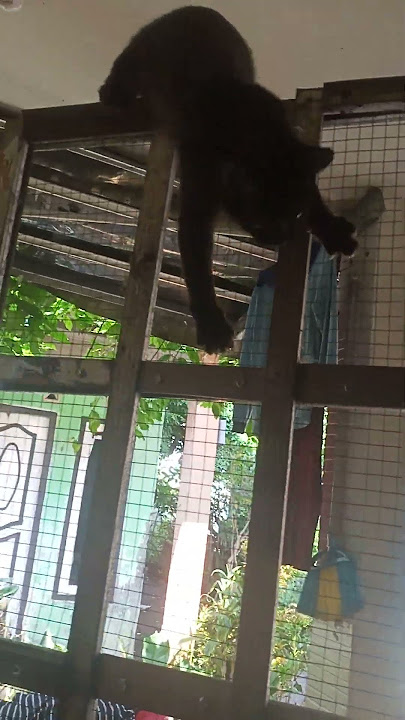 terciduk dia rupanya yg bikin pintu rusak!!#cat #comedy #funny #mocha si kucing item