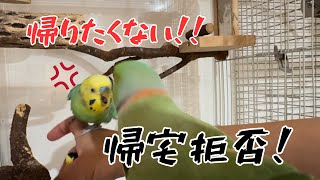 帰りたくない！帰宅拒否するインコを帰らせる方法はこれ！【ワカケホンセイインコ・セキセイインコ】