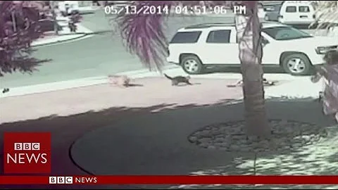 'Super Cat' saves boy from dog attack in California - BBC News