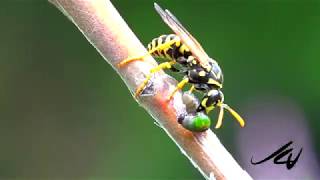 Predator and Prey - Hornet vs Caterpillar  - Nature, not cruel, just the way it is   eat or be eaten