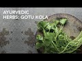 Ayurvedic herbs gotu kola   maharishi ayurveda