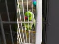 #parrot#talkingparot#ringneckparrot