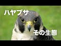 ハヤブサの生態について語る!