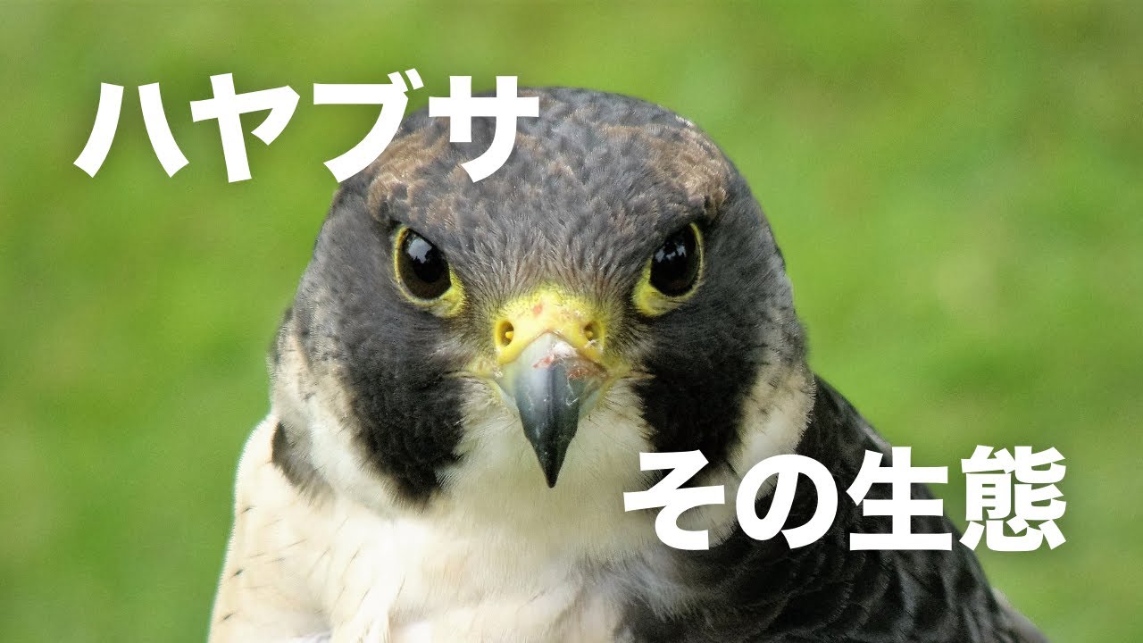 フクロウ、鷹、ハヤブサ、猛禽類 ファルコンベスト  フォーキングベストL STOOPER falcon feather keychain ハヤブサの羽根のキーホルダー