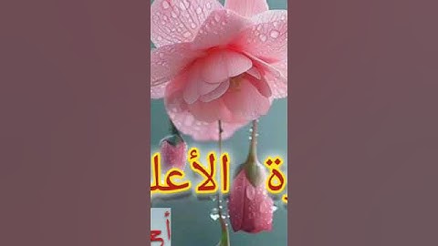 ما تيسر من سورة الأعلى #تلاوات_المحراب