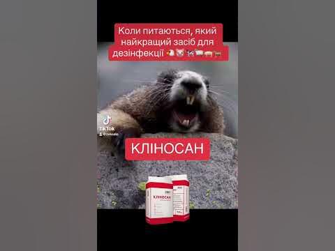Свинарство як бізнес #свині #сільськегосподарство #свинарник # ...