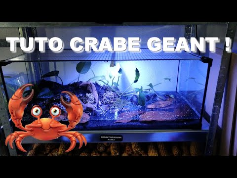 Vidéo: Comment s'occuper d'un crabe ermite en mue