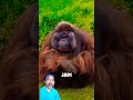 jika bertemu orang utan #trendingshorts