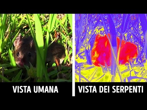 Video: Come Vedono Le Scimmie