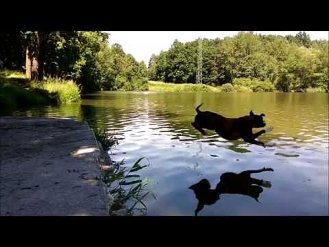 Video: Láska A Strach V Teorii čtyř živlů