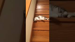 💚🤍cute cat  |  Funny cats❤️#shorts