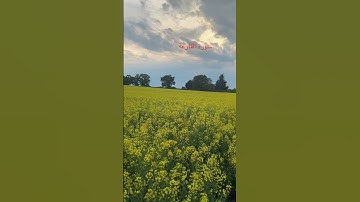 سورة القارعة |Surah Al-Qari’ah | Powerful & Heart-Touching Tilawat