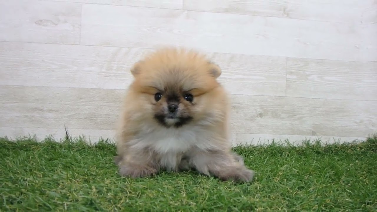 ポメラニアン Coo&RIKU No.00742188 ポメラニアン - YouTube