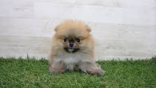 Coo&RIKU No.00742188 ポメラニアン - YouTube