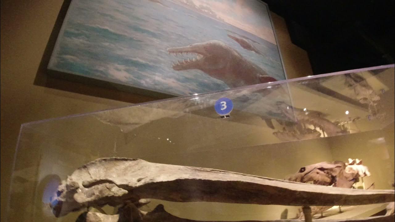 Field Museum Evolving Part 2 YouTube