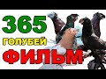 ФИЛЬМ 365 ДНЕЙ МЫ ГОЛУБЕВОДЫ. Узбекские двухчубые голуби. Tauben. Pigeons