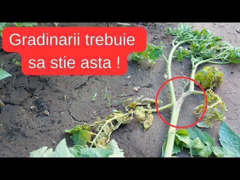 Video: Jesu li listovi rajčice jestivi?