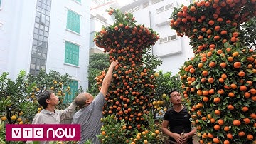 Lạ mắt cặp quất lục bình khổng lồ | VTC9