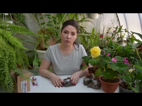 Video: Gloxinia: mukuloiden istutus. Kuinka istuttaa gloxinia mukulalla? Kuinka kasvattaa gloxiniaa mukulasta?