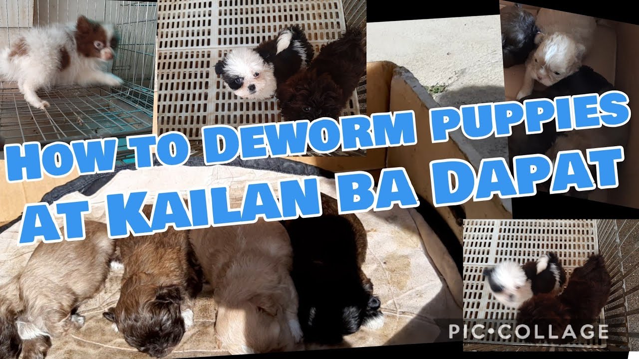 KAILAN BA DAPAT purgahin ang Tuta At PAANO? - YouTube