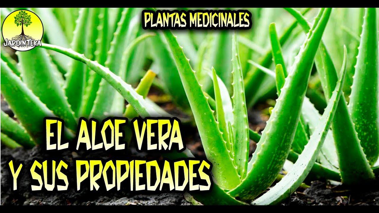 EL ALOE VERA Y SUS PROPIEDADES