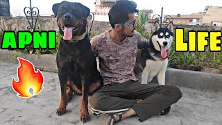 My Dogs Full Day. Food,Training,walk || Roxy And Cheeni  || Review reloaded Rottweiler vs Husky