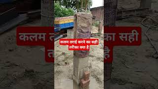 कलम तराई करने का सही तरीका क्या है #construction #heavycivil #housedesign #house