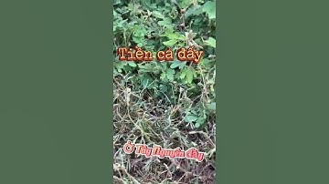 Cây mắc cỡ hoa trinh nữ hay cây xấu hổ ở quê tôi đầy rẫy ai ghé tôi cho không bán hen