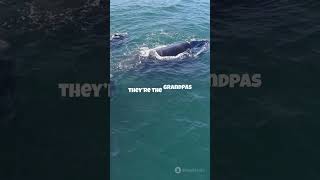 🐋🌊 Whale Lifespan #AnimalLongevity #OceanGiants #ShortVideo #Viral #Trending