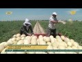 Рекордный урожай дынь и арбузов собрали в ЮКО