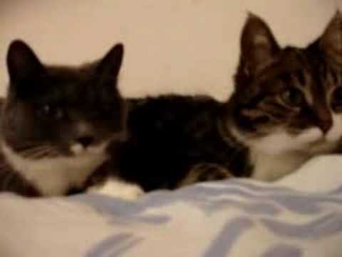 Video: Rülpsen Katzen?