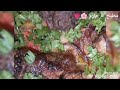 طريقه عمل صنية الحمة بالخلطة ع طريقه ام حازم 