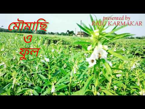|| মৌমাছি কে বললো ডেকে ফুল ||Moumachi ke bollo deke Ful || মৌমাছি ও ফুল || Moumachi o Ful ||