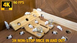 [NO ADS] Cat Game: 3-Hour Wooden Ramp Maze & Glass Water Jar Oasis for Cats 🐭🥛