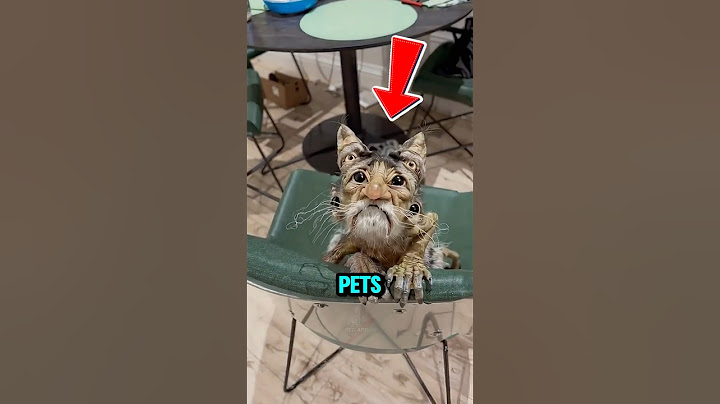 🐊 Top 5 Weirdest Pets That People Actually Own!