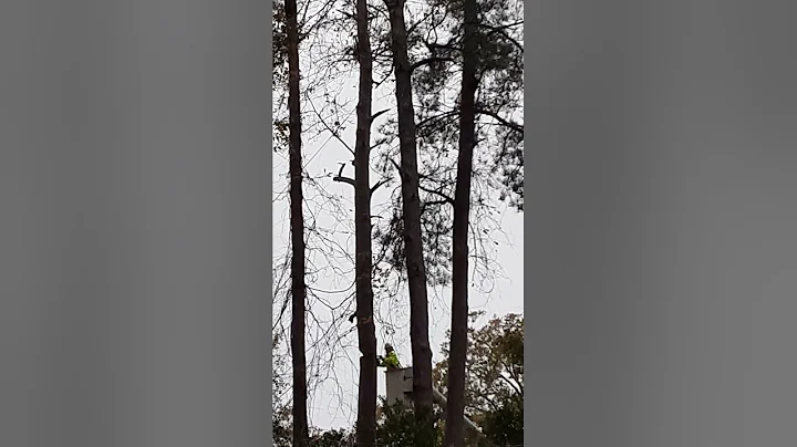woke up to this. missed the first tree