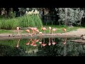 Flamenco rojo phoenicopterus ruber