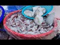 Taiwan seafood auction live
