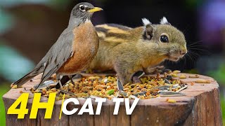 For Cats:: 4 Hours Of Enchanting Bird Scenes To Entertain Your Cat - Video For Cats
